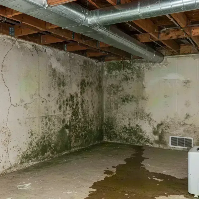 Professional Mold Removal in Jacksonwald, PA